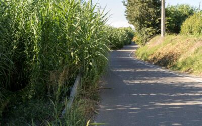 Junts reclama intensificar les tasques d’esbrossament als camins de la partida Grenyana